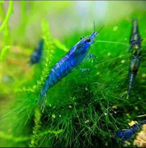 Blue Velvet Shrimp (Neocaridina davidi var. “Blue Velvet”)