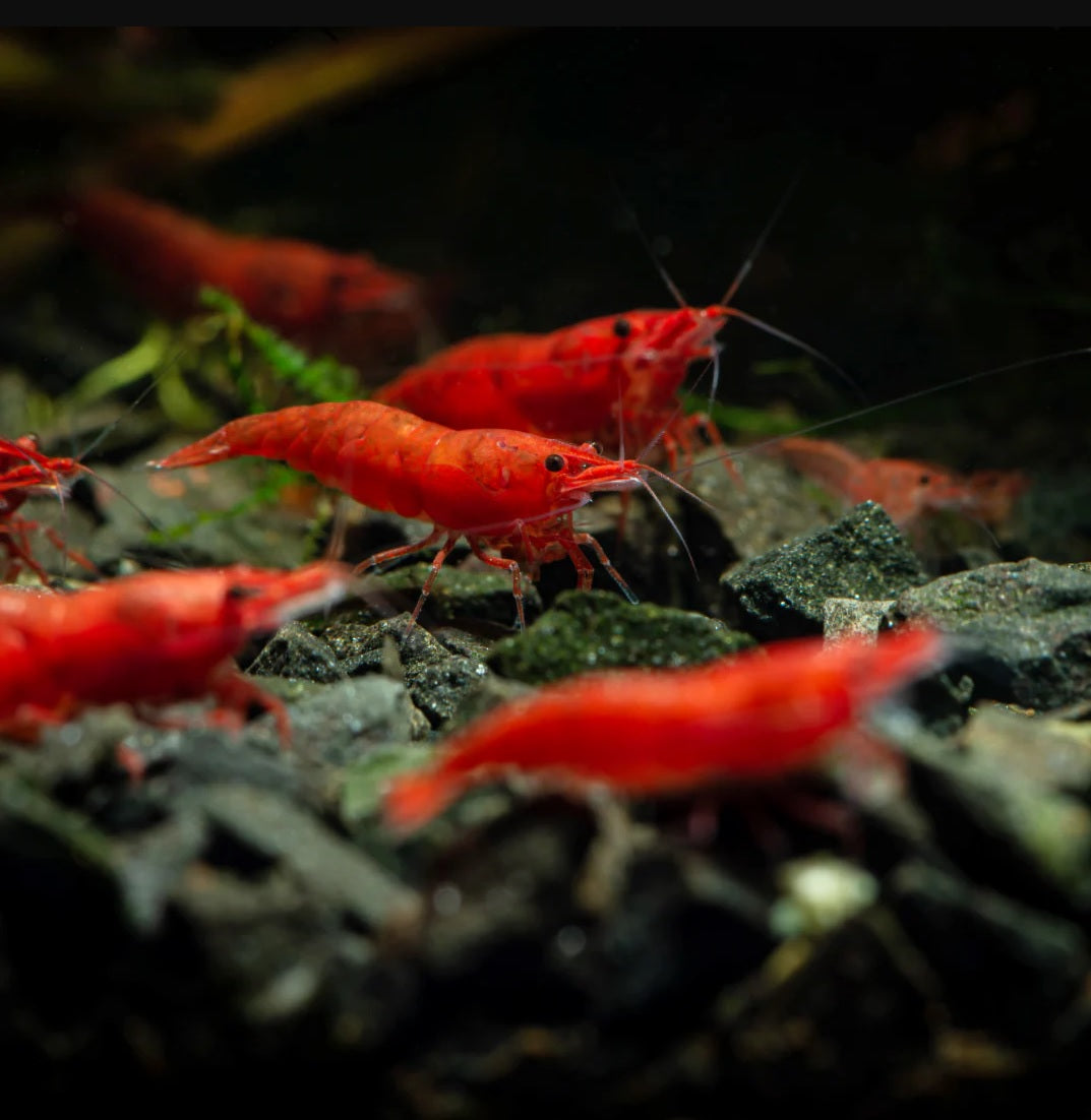Red Cherry Shrimp (Neocaridina davidi var. “Red”)