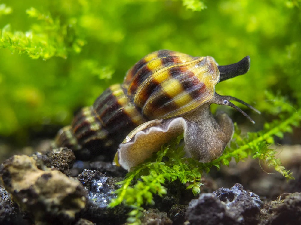 Assassin Snail (Anentome helena)