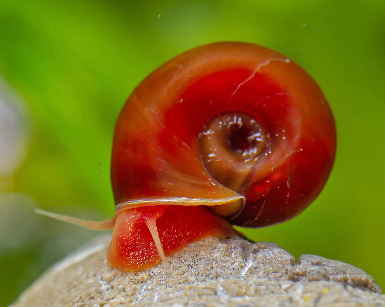 Orange Ramshorn Snail (Planorbella duryi var. “Orange”)